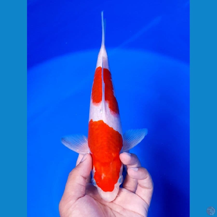 Nidan Kohaku 27cm