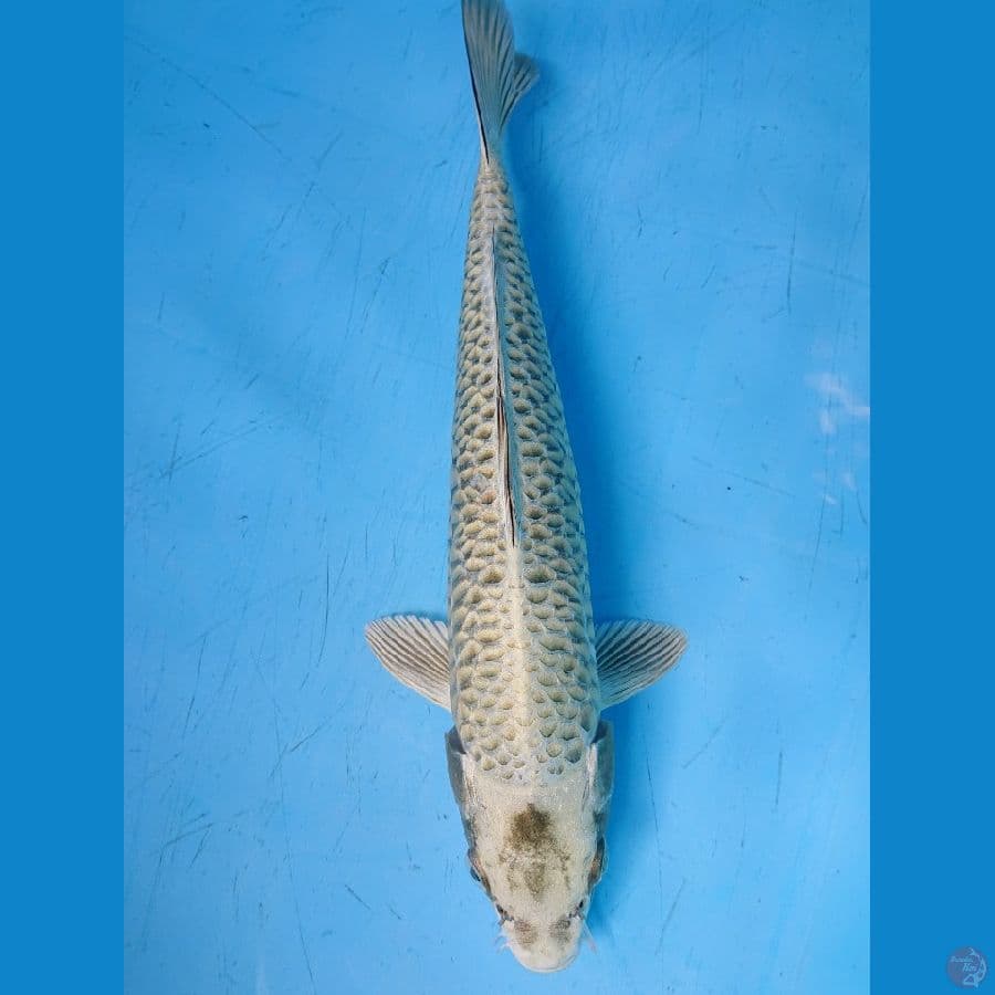 SISIK NAGA 33 cm