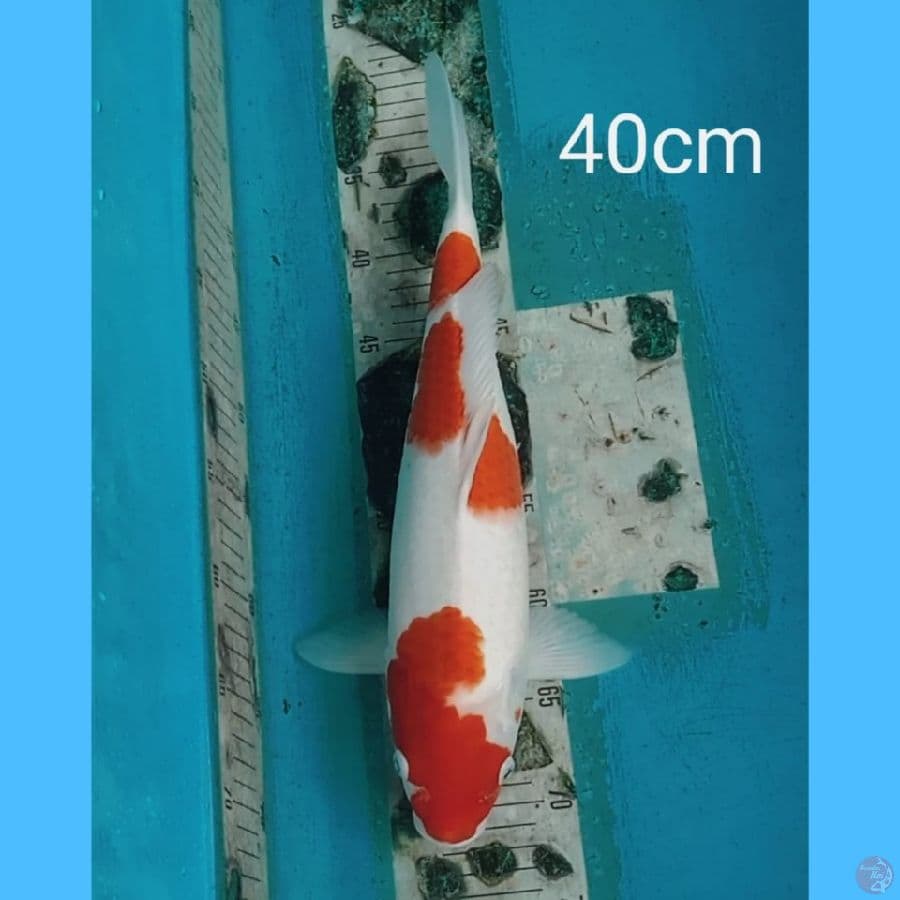 jumbo kohaku 40cm