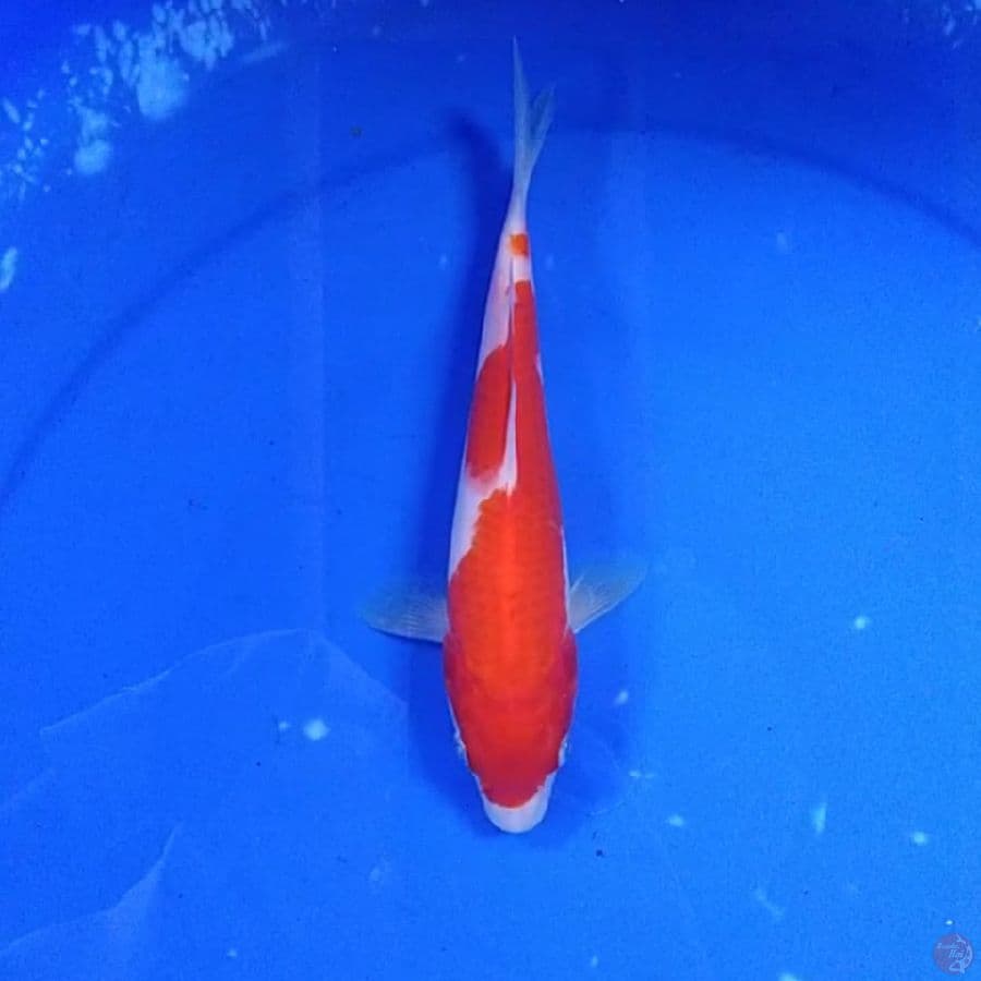 aikoromo 20cm
