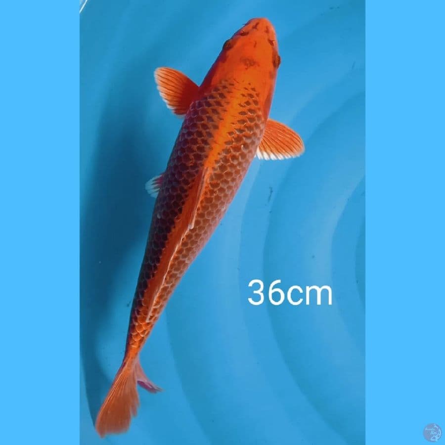 Aka matsuba jaring bagus 36cm