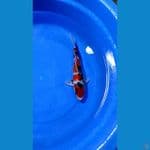 Showa 30cm. Male