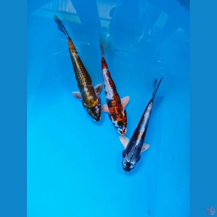 Kawari 7, mix