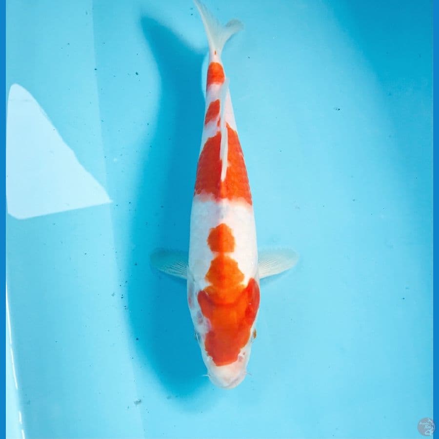 kohaku, 27 cm