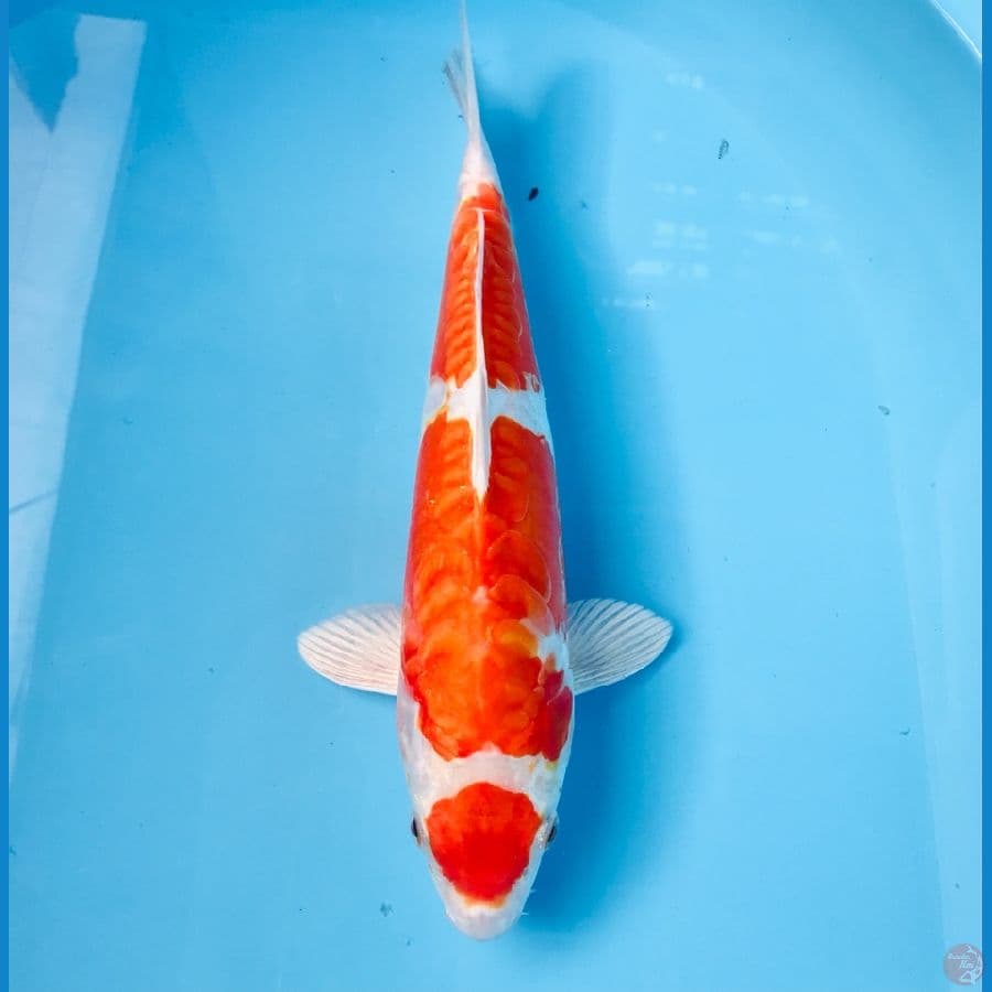 maruten kikushui, 30 cm