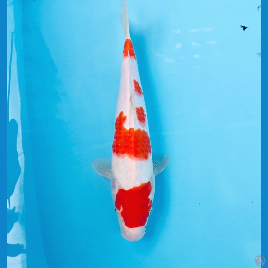 kohaku, 28 cm