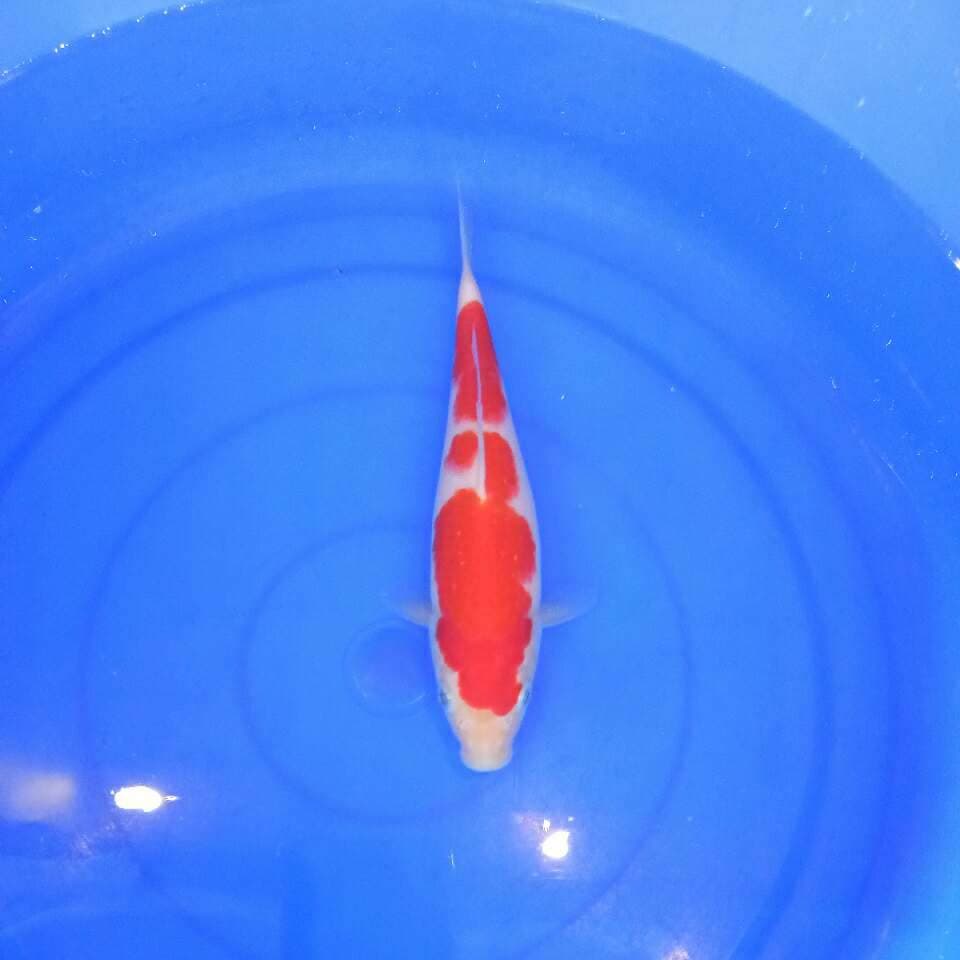 kohaku f1