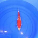 kohaku f1