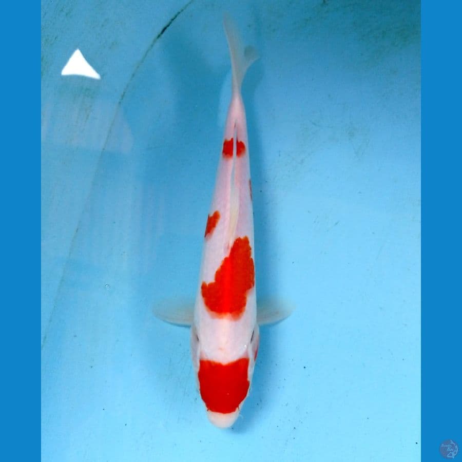 kohaku 23cm