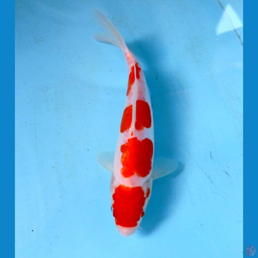 kohaku doit 19cm