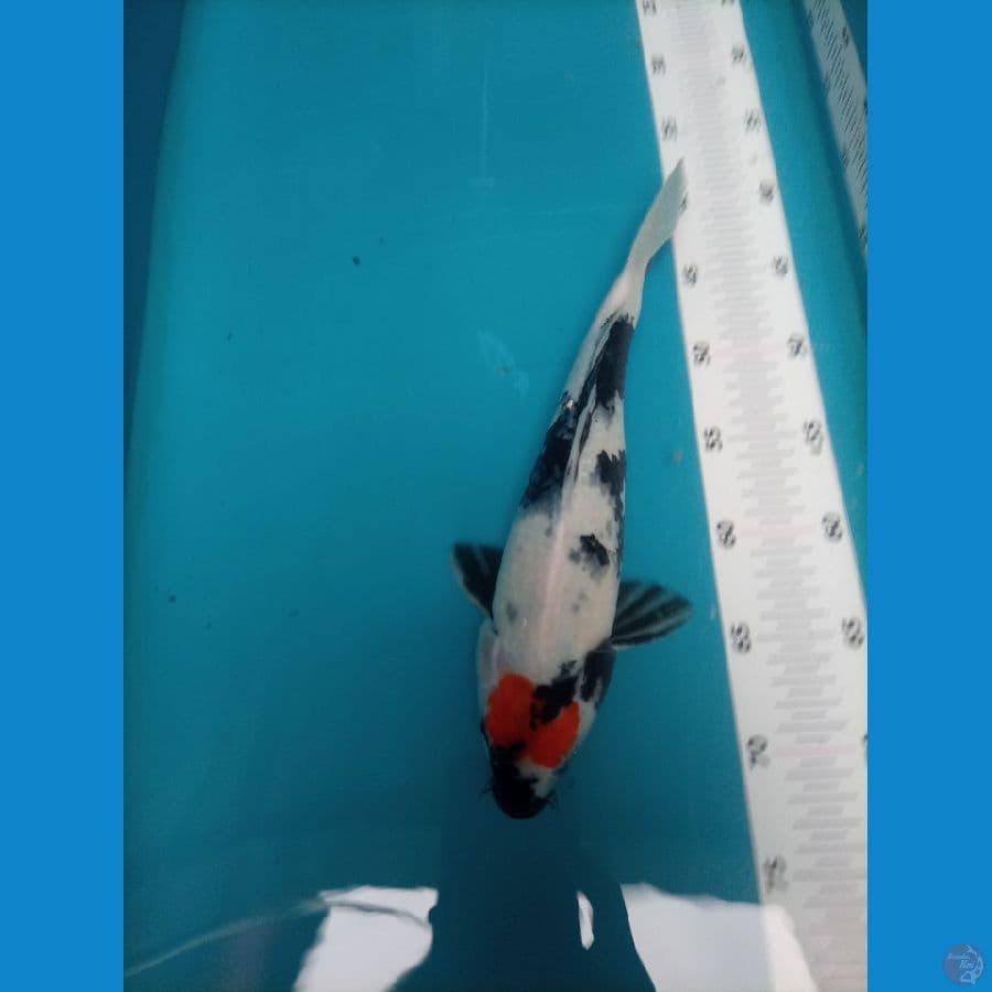 Tancho Showa 30 BU female