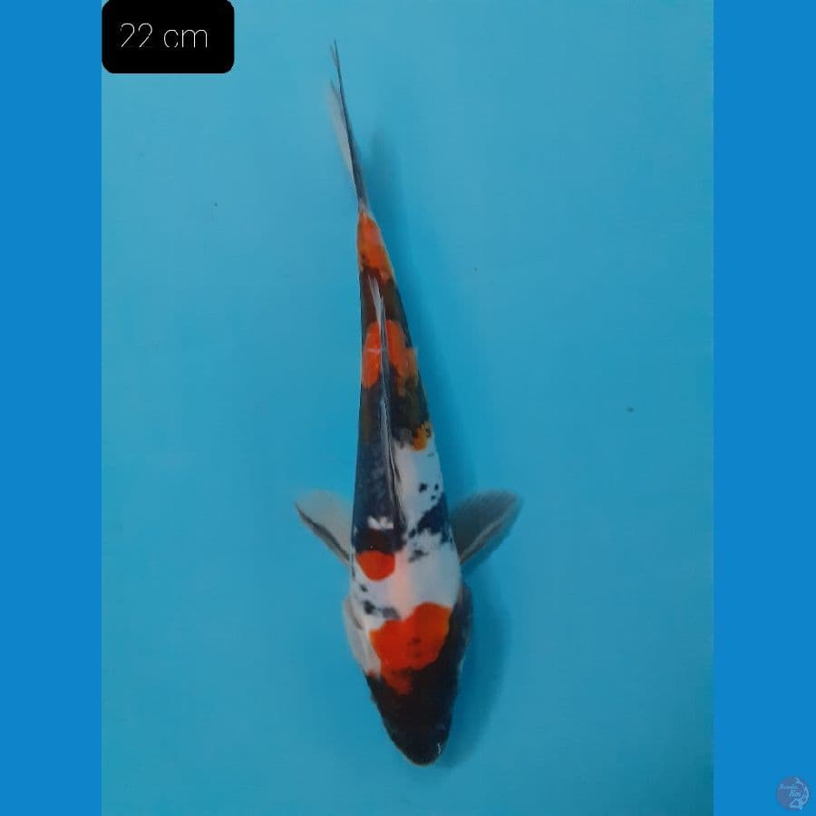 Showa doit 22 cm 