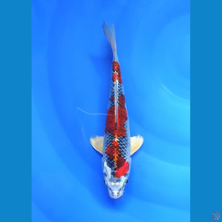 KUJAKU 24CM FEMALE