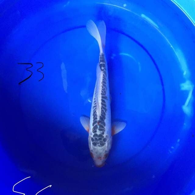 Shusui 33 cm