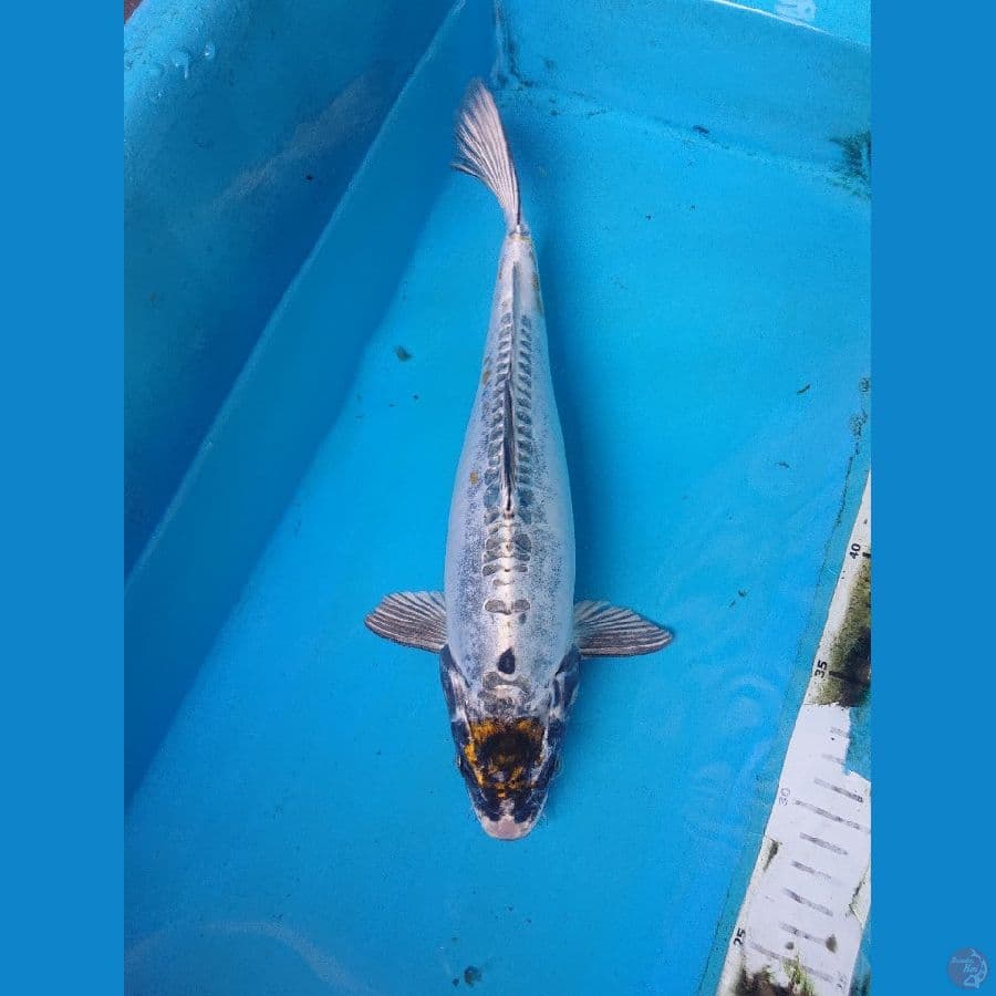 KIKO 31 cm