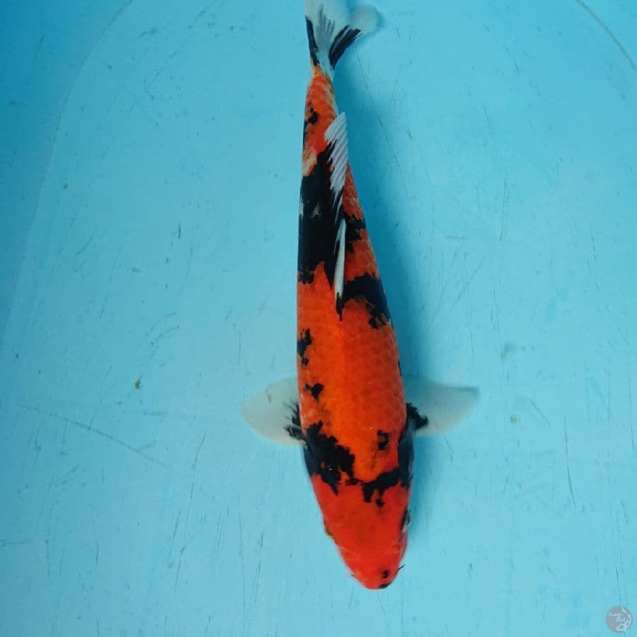 Hi Showa 33 cm