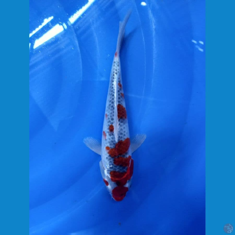 ghosiki racing 22cm