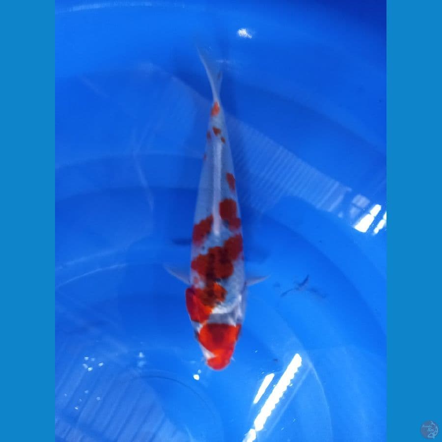 ghosiki racing 21cm