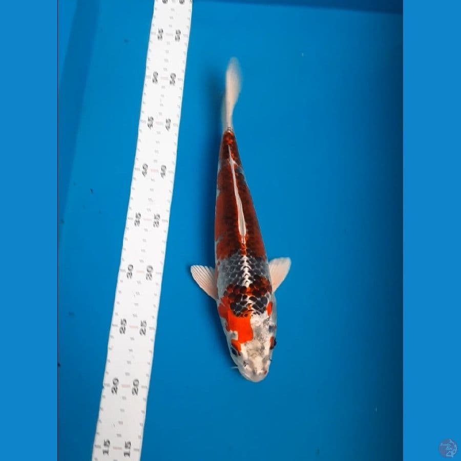 beni gingga 29cm