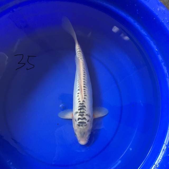 Shusui 35 cm