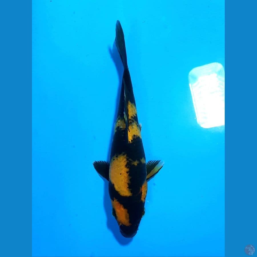 KI UTSURI 17cm