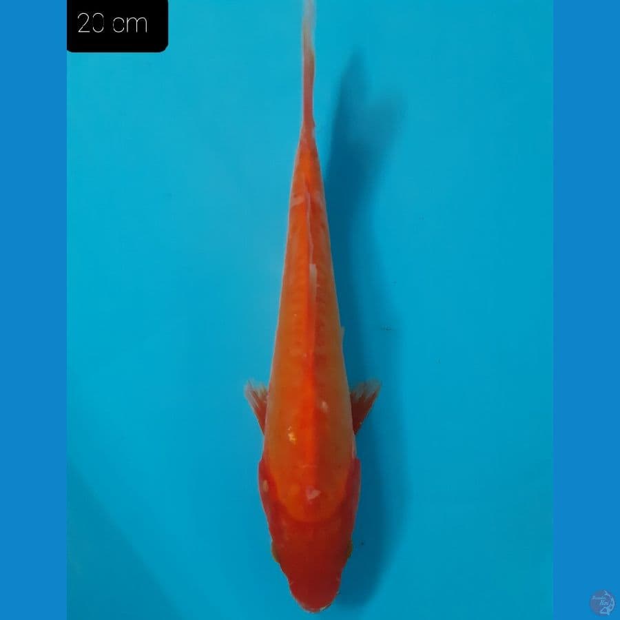 Benigoi 20 cm