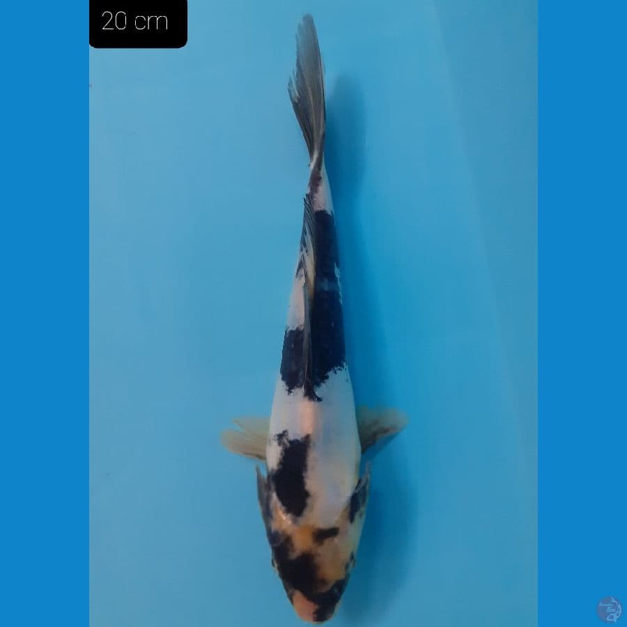 Shiro doit 20 cm