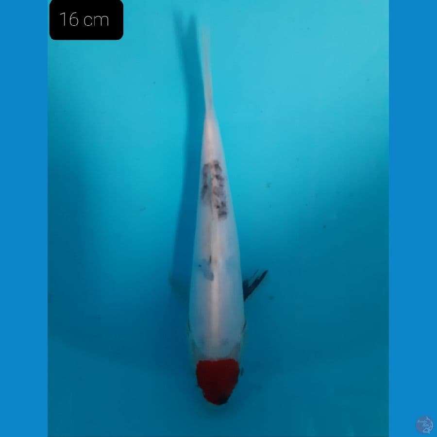 Tancho showa 16 cm 