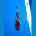 GOSHIKI 25cm Male