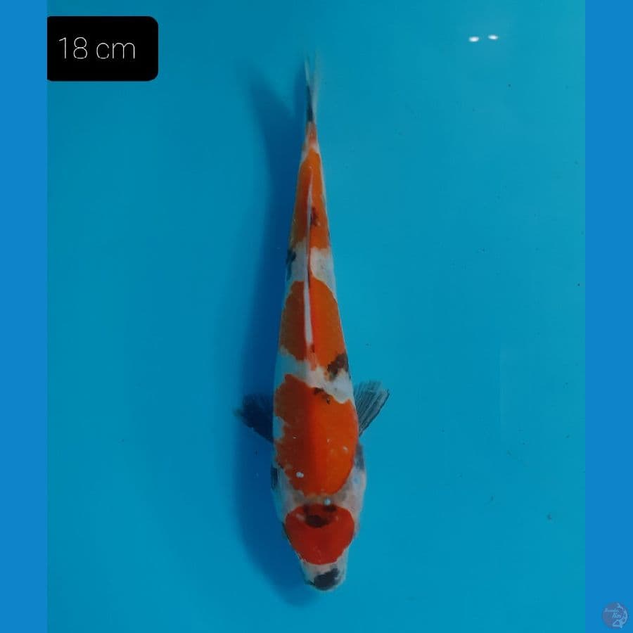 Maruten 18 cm 