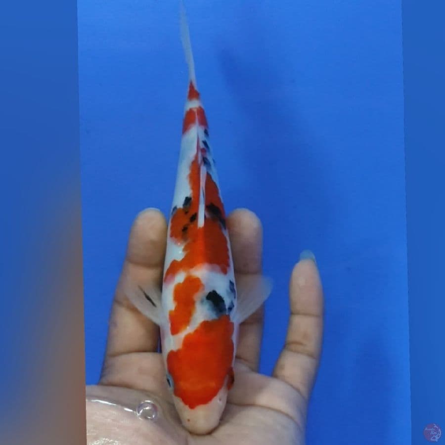 sanke 20cm