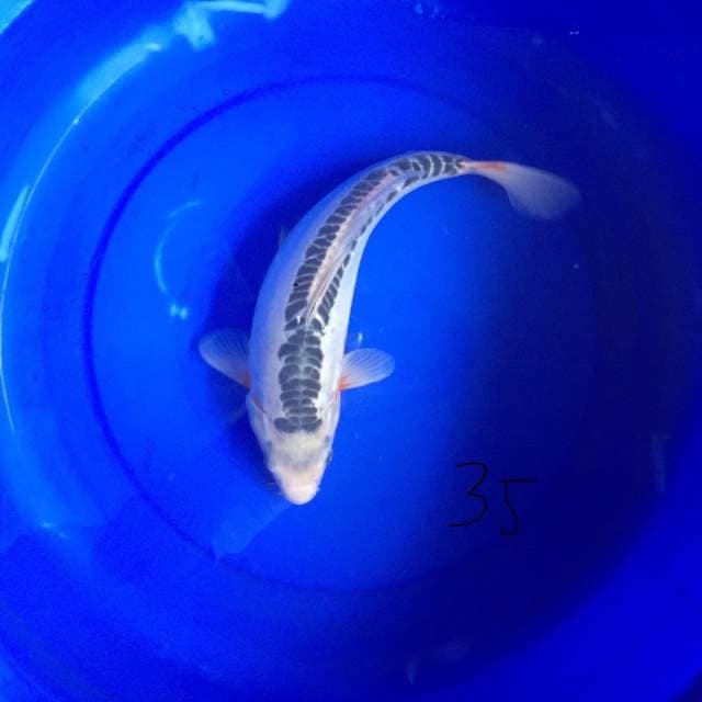 Shusui 35 cm