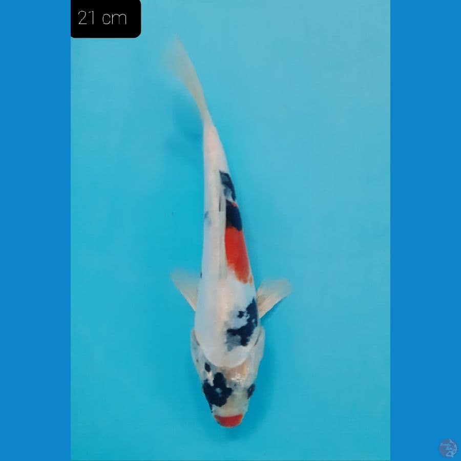Showa 21 cm