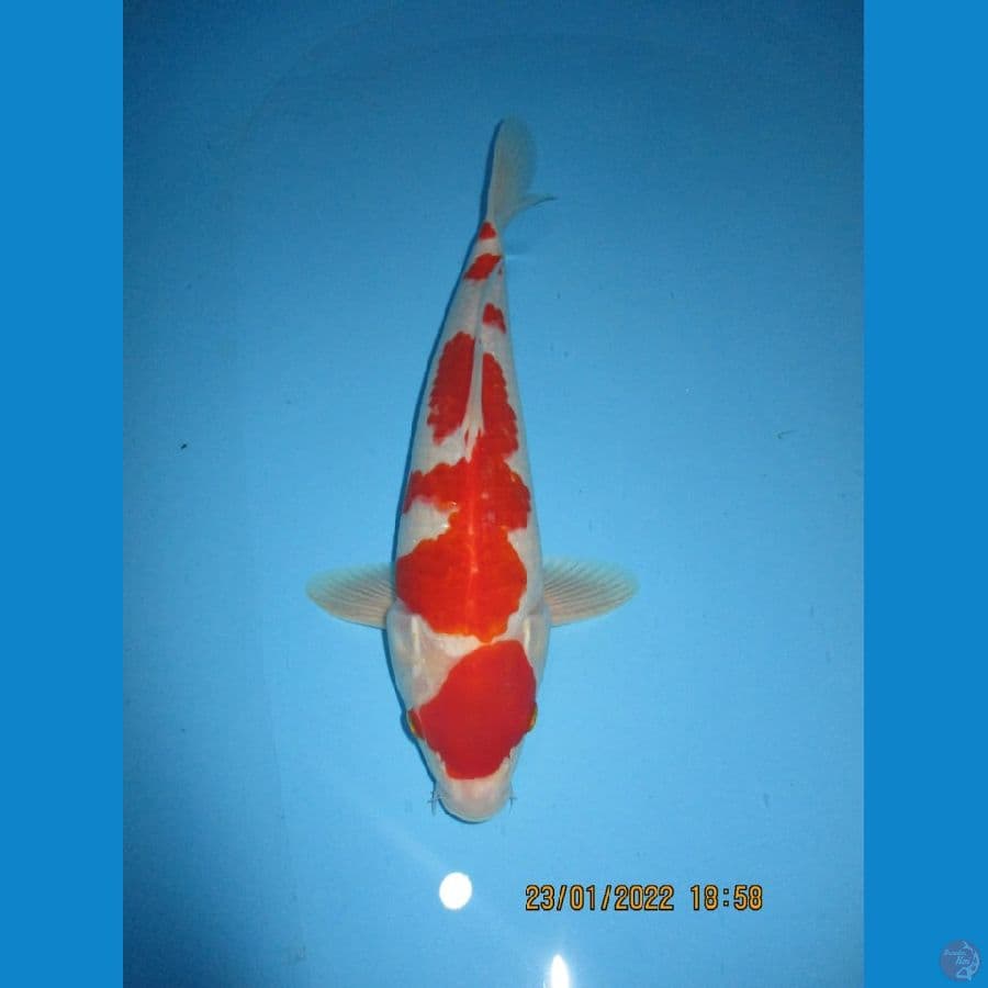 MKC KOI GRUB