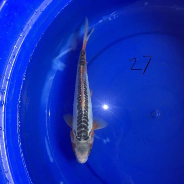 Shusui 27 cm
