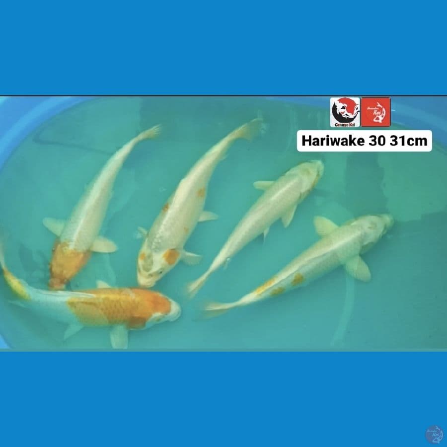 HARIWAKE 31CM --- CANAYA KOI FARM