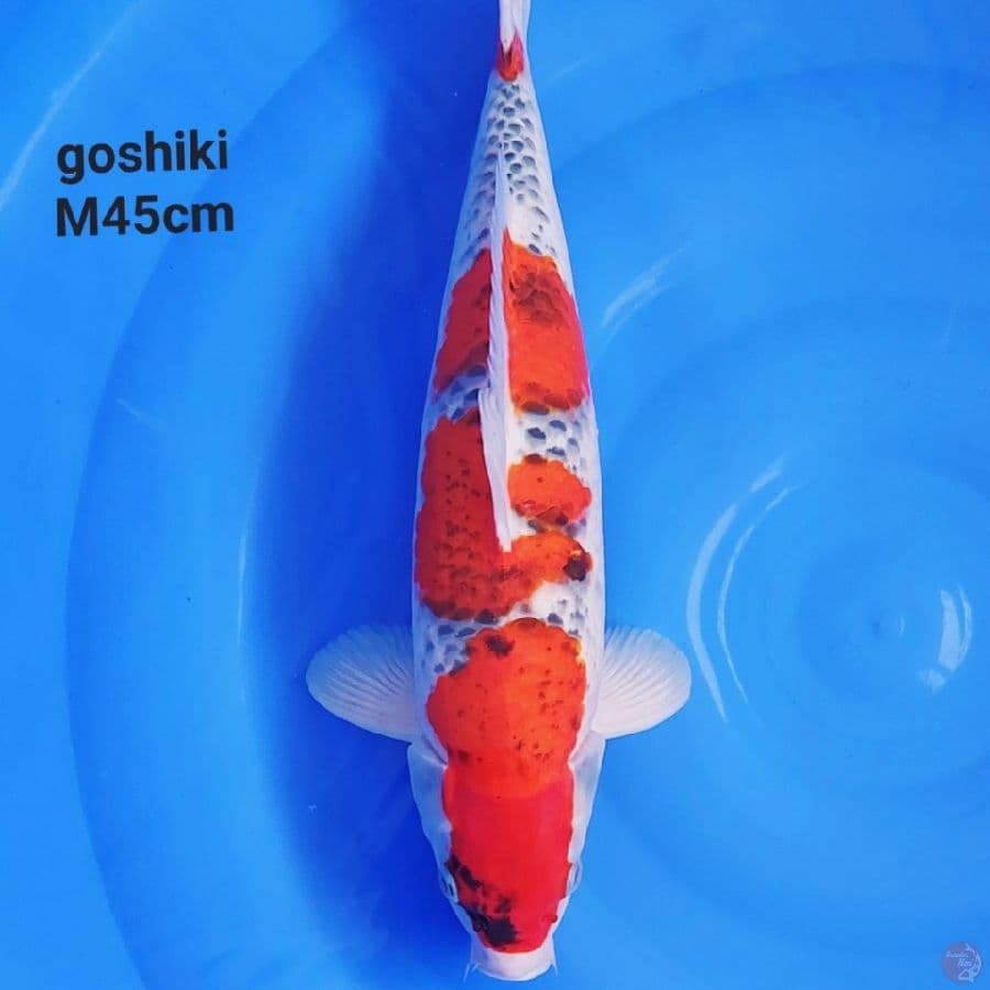 GOSHIKI YONDAN