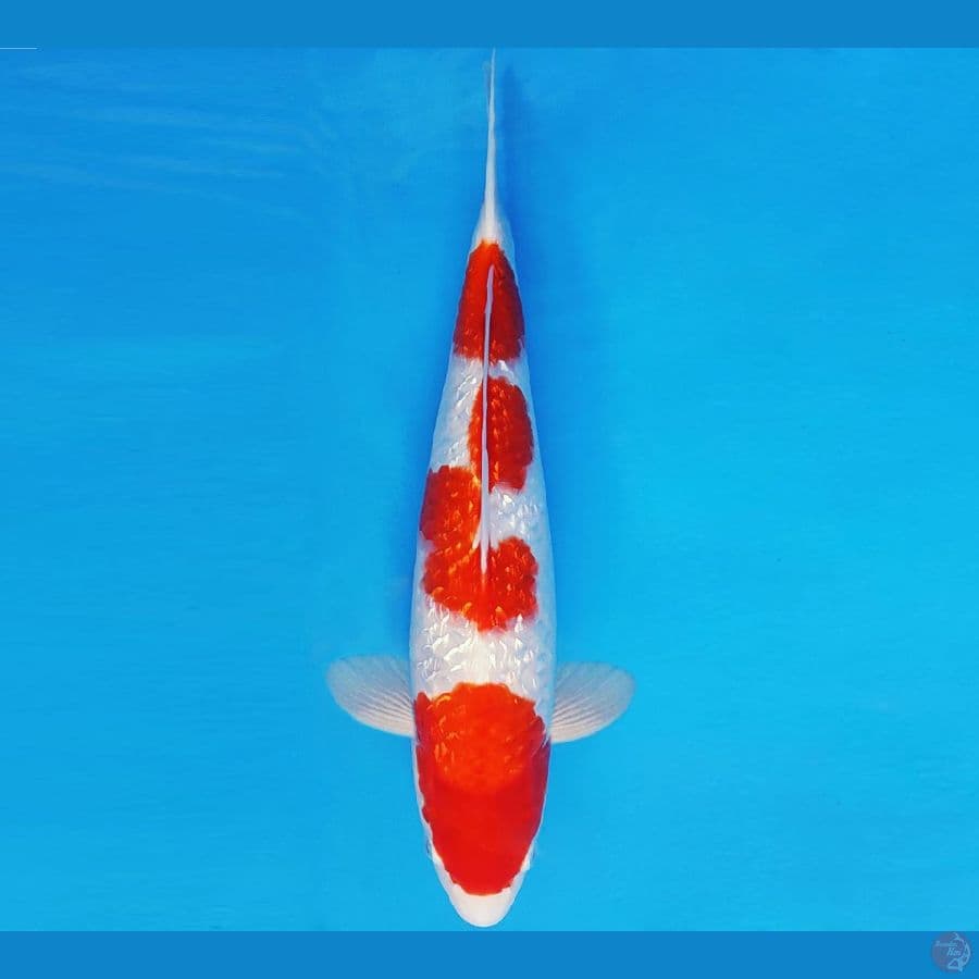 MATSURI 1 ~ KOHAKU GIN RIN 35 cm/ml ™