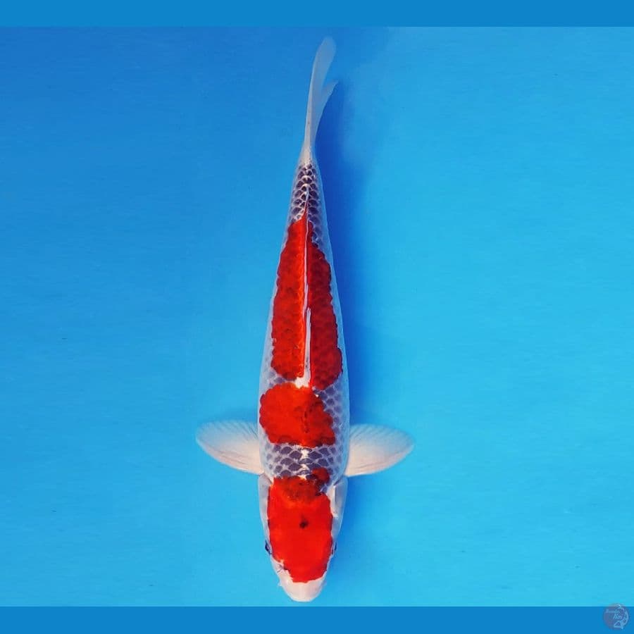 MATSURI 2 ~ GOSHIKI 30 cm/male ™