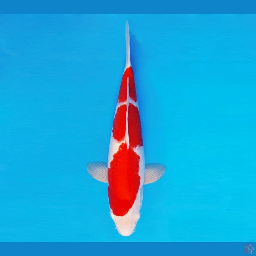 MATSURI 4 ~ KOHAKU 38 cm/fm ™