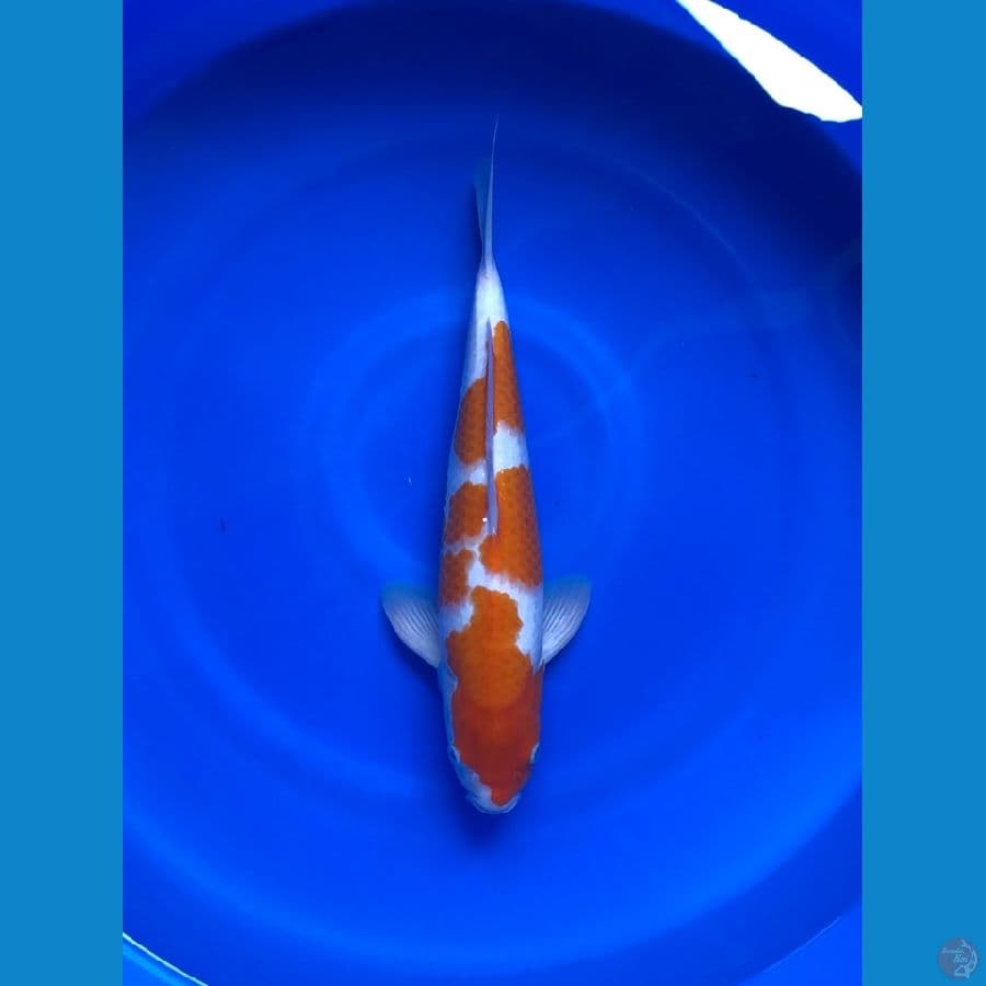 Kohaku 40cm/Male