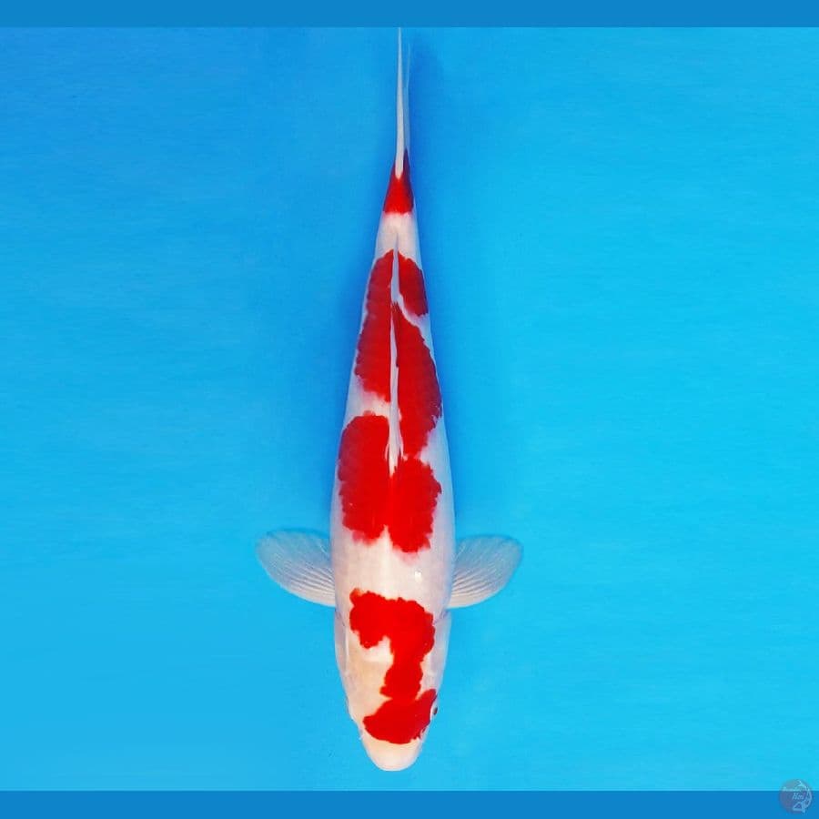 MATSURI 7 ~ KOHAKU 38 cm/male ™