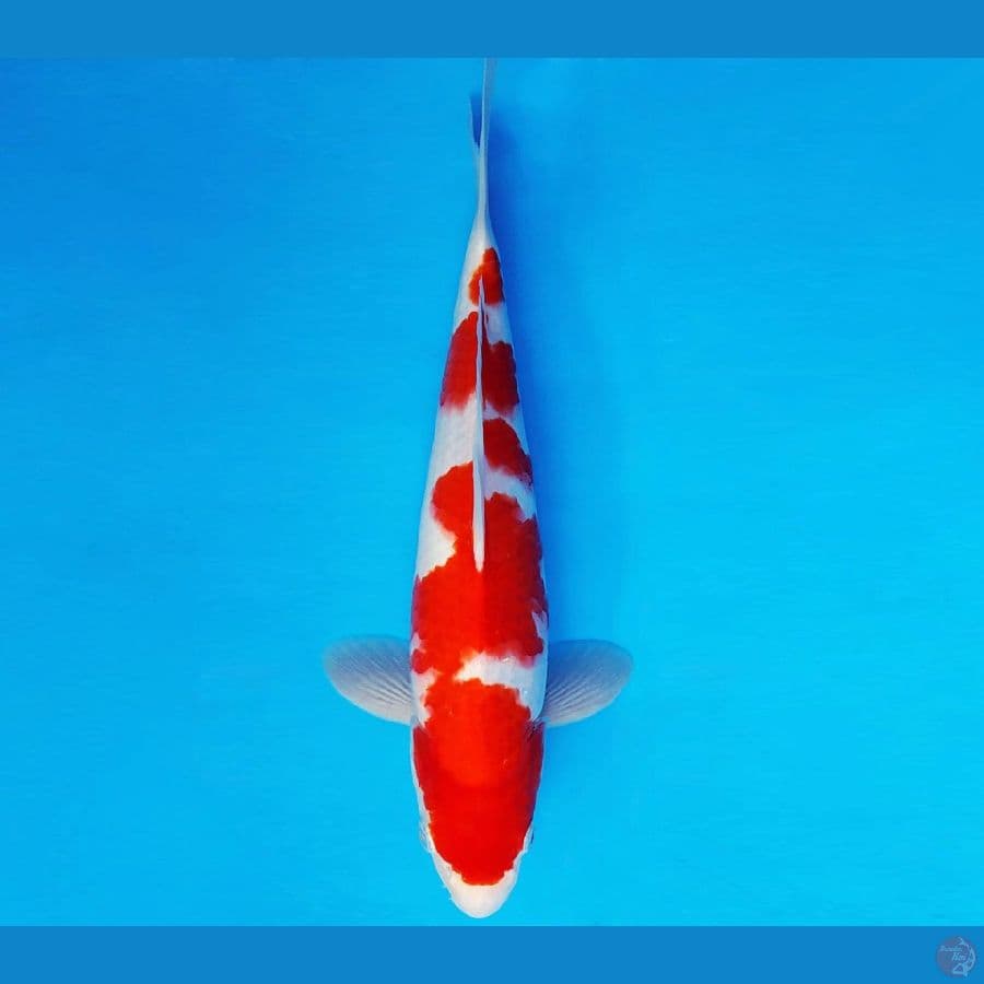 MATSURI 9 ~ KOHAKU 33 cm/male ™