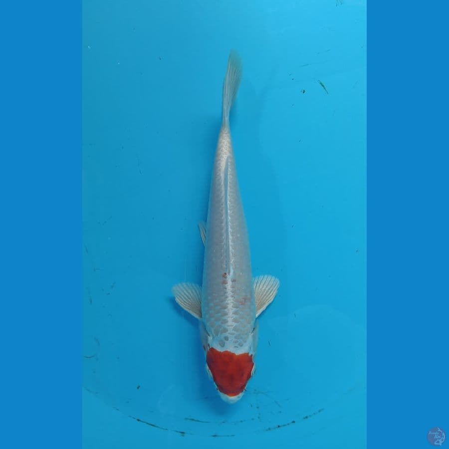 tancho 26cm
