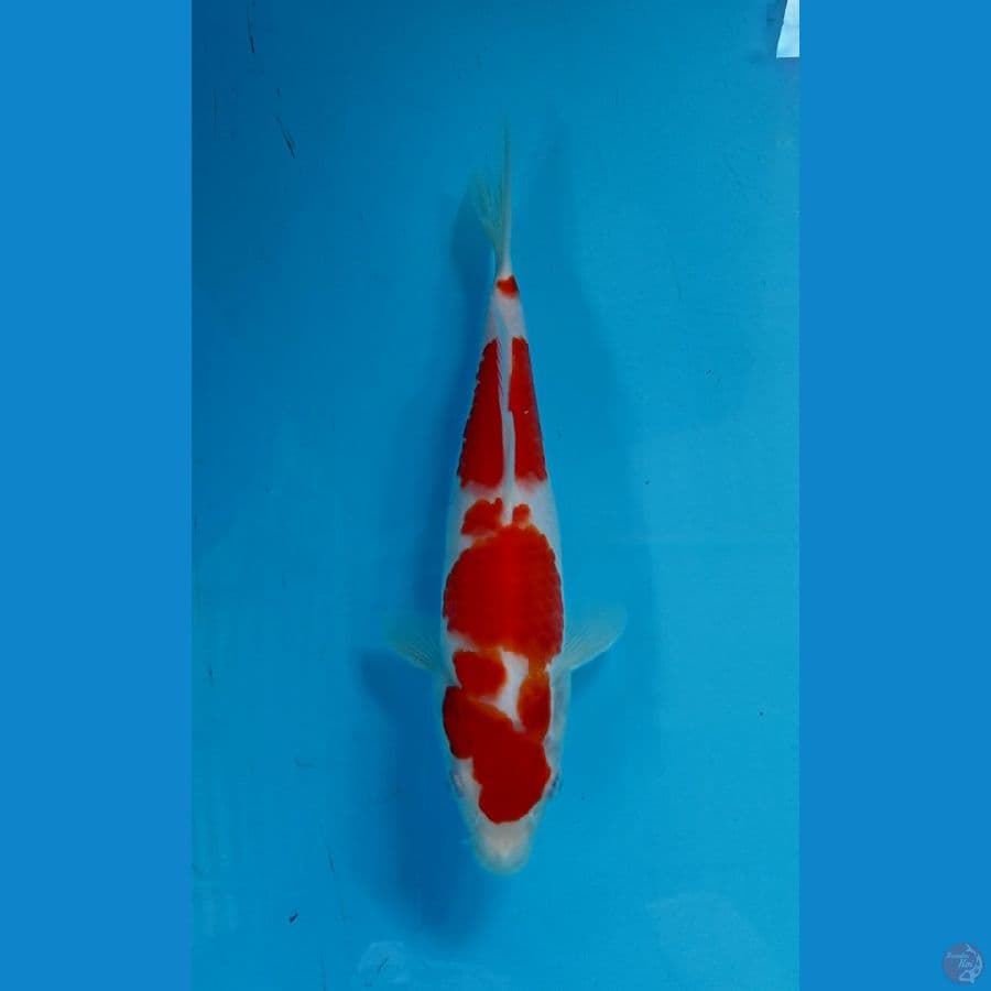 kohaku 26cm