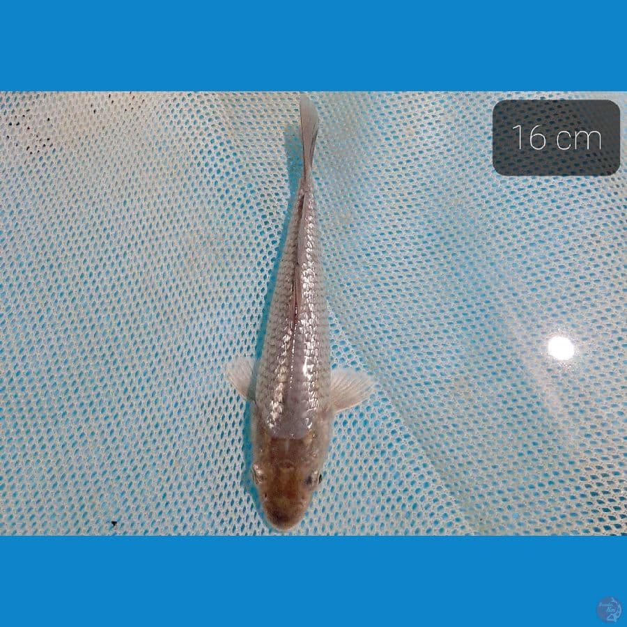 sogin padat 16 cm