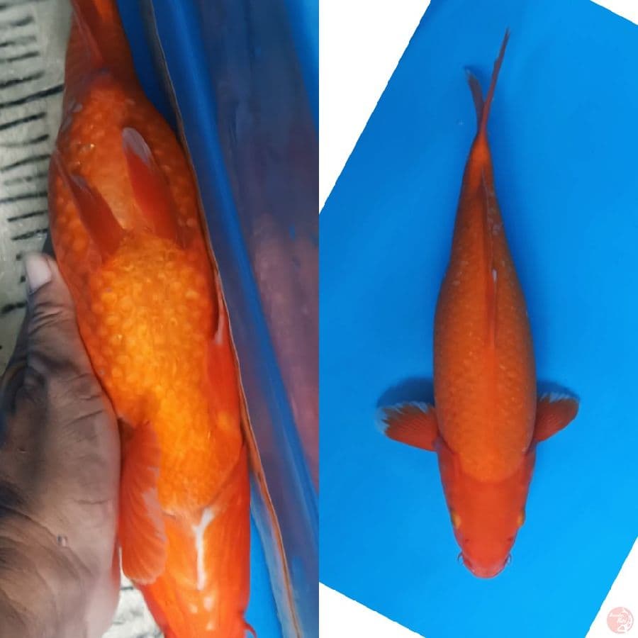 36cm Aka hajiro Tembus Jos /fml