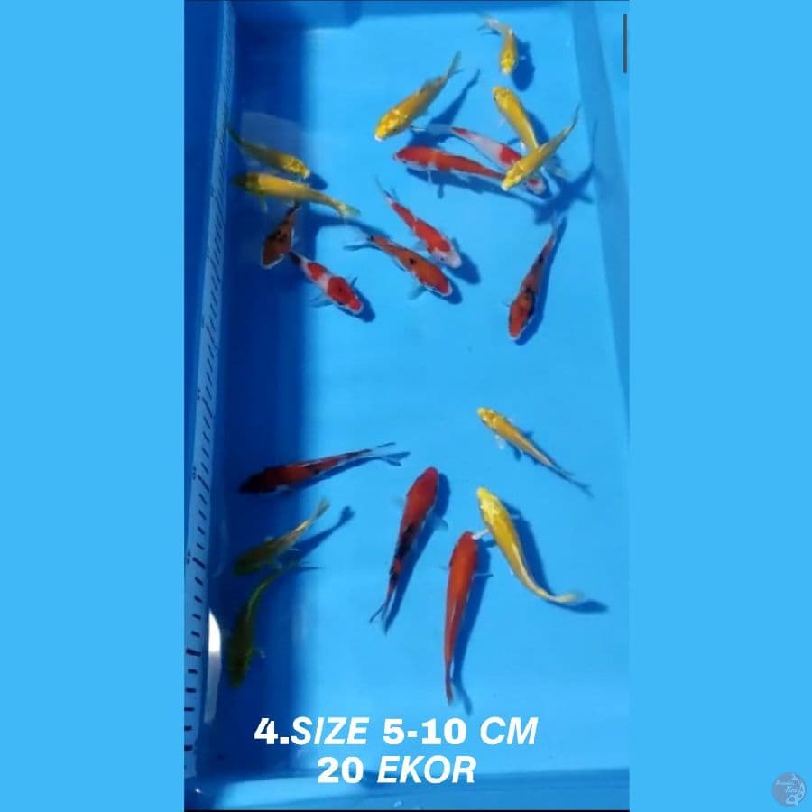 4.PAKET MIX F1 20 EKOR KOHAKU SANKE OGON MATA MERAH KARASI MATA MERAH