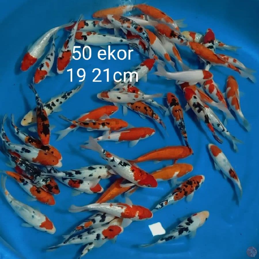 mix kohaku sanke 19 21cm