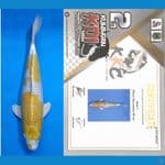 Hariwake SQ Juara 40cm Ikan Prestasi